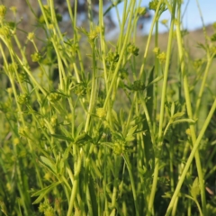 Ranunculus sessiliflorus var. sessiliflorus at Bonython, ACT - 25 Oct 2015