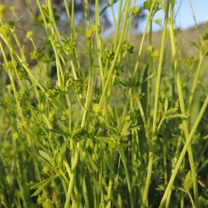 Ranunculus sessiliflorus var. sessiliflorus at Bonython, ACT - 25 Oct 2015