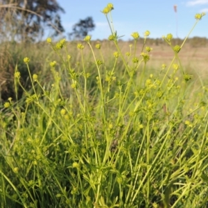 Ranunculus sessiliflorus var. sessiliflorus at Bonython, ACT - 25 Oct 2015