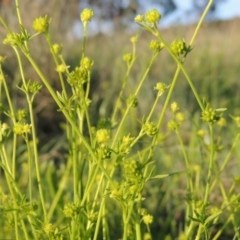 Ranunculus sessiliflorus var. sessiliflorus at Bonython, ACT - 25 Oct 2015 06:30 PM