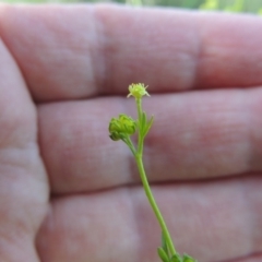 Ranunculus sessiliflorus var. sessiliflorus at Bonython, ACT - 25 Oct 2015