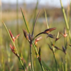 Juncus homalocaulis (A Rush) at Pine Island to Point Hut - 25 Oct 2015 by michaelb