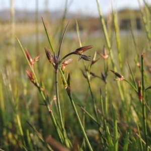 Juncus homalocaulis at Bonython, ACT - 25 Oct 2015