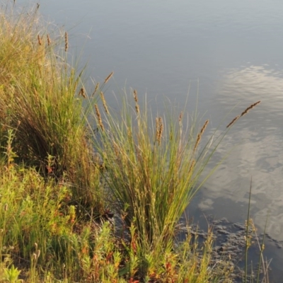 Carex appressa (Tall Sedge) at Pine Island to Point Hut - 25 Oct 2015 by michaelb