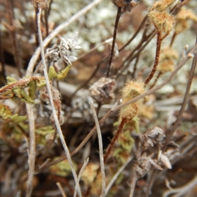 Cheilanthes distans (Bristly Cloak Fern) at Ginninderry Conservation Corridor - 7 Dec 2015 by MichaelMulvaney