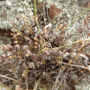 Cheilanthes distans at Belconnen, ACT - 7 Dec 2015