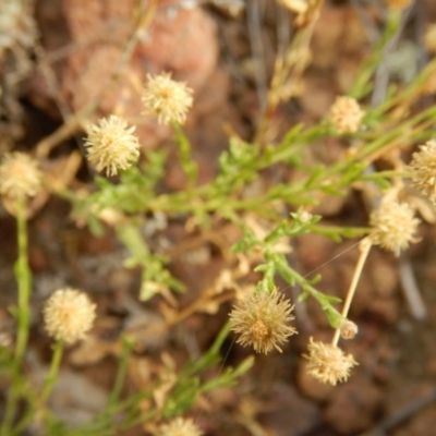 Calotis lappulacea (Yellow Burr Daisy) at Belconnen, ACT - 7 Dec 2015 by MichaelMulvaney