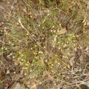 Calotis lappulacea at Belconnen, ACT - 7 Dec 2015