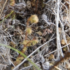 Cheilanthes distans (Bristly Cloak Fern) at Belconnen, ACT - 7 Dec 2015 by MichaelMulvaney