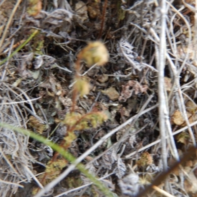 Cheilanthes distans (Bristly Cloak Fern) at Ginninderry Conservation Corridor - 7 Dec 2015 by MichaelMulvaney