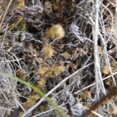 Cheilanthes distans (Bristly Cloak Fern) at Belconnen, ACT - 7 Dec 2015 by MichaelMulvaney