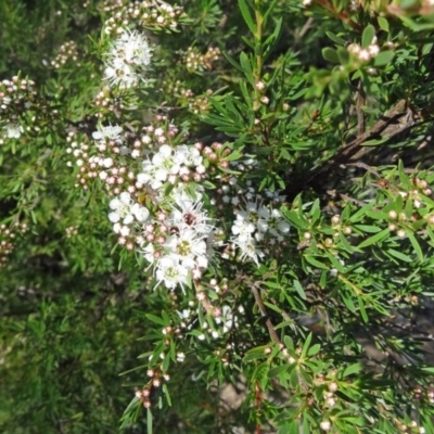 Kunzea ericoides (Burgan) at Canberra Central, ACT - 23 Nov 2015 by galah681