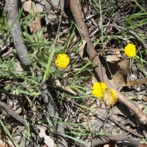 Leptorhynchos squamatus at Point 11 - 23 Nov 2015