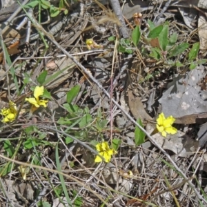 Goodenia hederacea at Canberra Central, ACT - 23 Nov 2015 09:04 AM