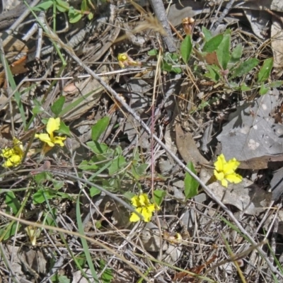 Goodenia hederacea (Ivy Goodenia) at Canberra Central, ACT - 23 Nov 2015 by galah681