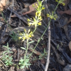 Pimelea curviflora (Curved Rice-flower) at Canberra Central, ACT - 22 Nov 2015 by galah681