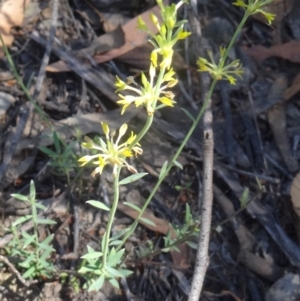 Pimelea curviflora at Point 14 - 23 Nov 2015 09:21 AM