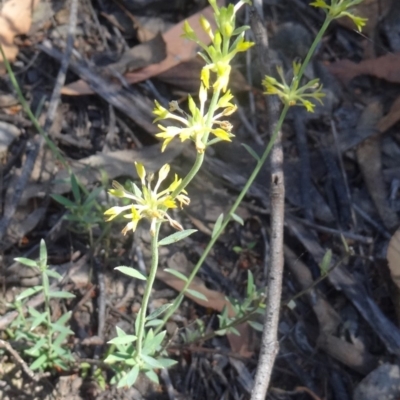 Pimelea curviflora (Curved Rice-flower) at Point 14 - 23 Nov 2015 by galah681
