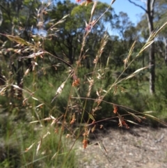 Rytidosperma pallidum at Canberra Central, ACT - 23 Nov 2015 09:32 AM