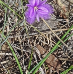 Thysanotus tuberosus subsp. tuberosus (Common Fringe-lily) at Canberra Central, ACT - 22 Nov 2015 by galah681