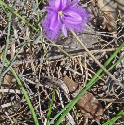 Thysanotus tuberosus subsp. tuberosus (Common Fringe-lily) at Canberra Central, ACT - 22 Nov 2015 by galah681