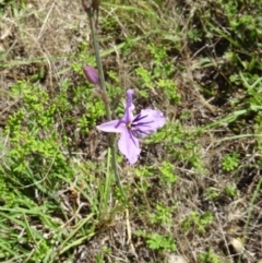 Arthropodium fimbriatum (Nodding Chocolate Lily) at Canberra Central, ACT - 22 Nov 2015 by galah681