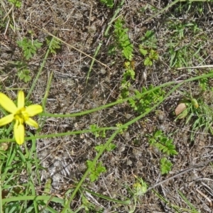 Tricoryne elatior at Canberra Central, ACT - 23 Nov 2015