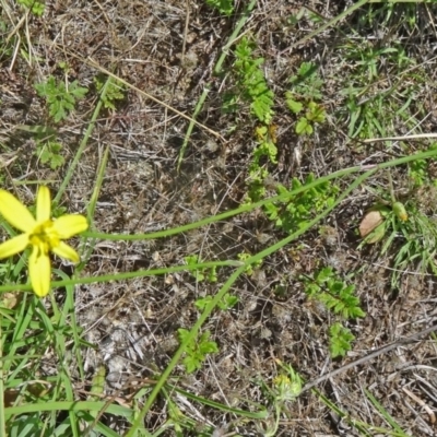 Tricoryne elatior (Yellow Rush Lily) at Canberra Central, ACT - 22 Nov 2015 by galah681