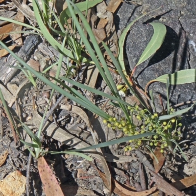 Lomandra filiformis subsp. coriacea (Wattle Matrush) at Point 4997 - 22 Nov 2015 by galah681