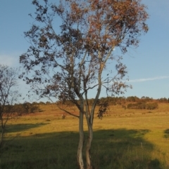 Eucalyptus blakelyi (Blakely's Red Gum) at Bonython, ACT - 25 Oct 2015 by MichaelBedingfield