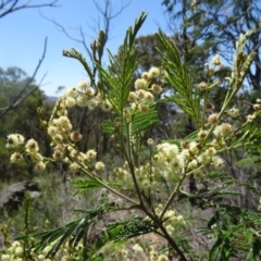 Acacia mearnsii (Black Wattle) at Canberra Central, ACT - 22 Nov 2015 by galah681