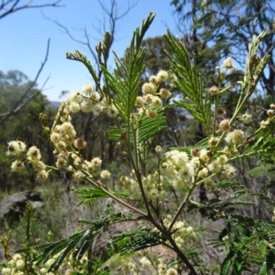 Acacia mearnsii (Black Wattle) at Point 4999 - 22 Nov 2015 by galah681