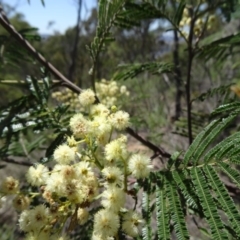 Acacia mearnsii at Point 4999 - 23 Nov 2015 10:44 AM