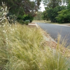 Nassella tenuissima (Mexican Feather Grass) at Fraser, ACT - 8 Dec 2015 by PCS - Biosecurity Officer (TO4 Invasive Plants)