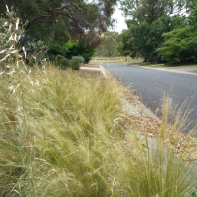 Nassella tenuissima (Mexican Feather Grass) at Fraser, ACT - 8 Dec 2015 by PCS - Biosecurity Officer (TO4 Invasive Plants)