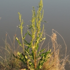 Rumex crispus (Curled Dock) at Bonython, ACT - 25 Oct 2015 by MichaelBedingfield