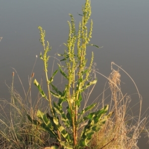Rumex crispus at Bonython, ACT - 25 Oct 2015 07:18 PM