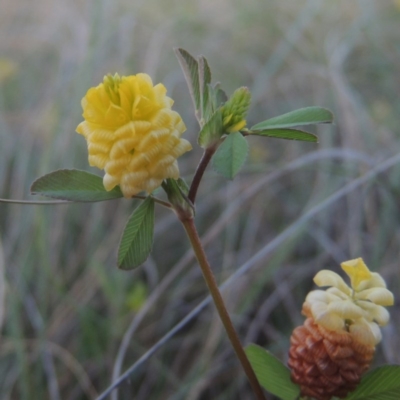 Trifolium campestre (Hop Clover) at Bonython, ACT - 25 Oct 2015 by michaelb