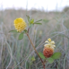 Trifolium campestre at Bonython, ACT - 25 Oct 2015 07:52 PM