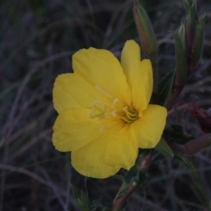 Oenothera stricta subsp. stricta at Bonython, ACT - 25 Oct 2015