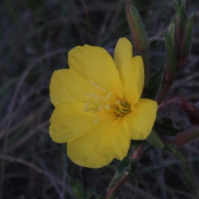 Oenothera stricta subsp. stricta (Common Evening Primrose) at Bonython, ACT - 25 Oct 2015 by MichaelBedingfield