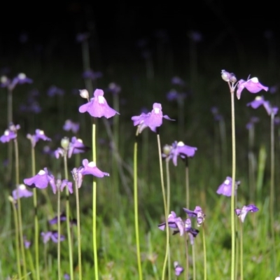 Utricularia dichotoma (Fairy Aprons, Purple Bladderwort) at Bonython, ACT - 25 Oct 2015 by MichaelBedingfield