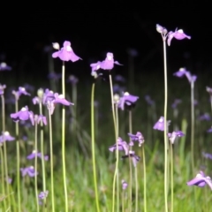 Utricularia dichotoma at Bonython, ACT - 25 Oct 2015 08:26 PM