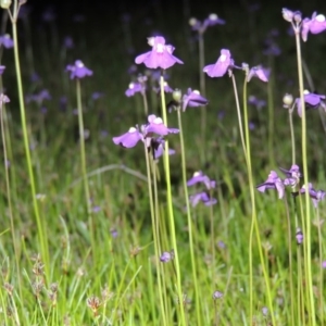 Utricularia dichotoma at Bonython, ACT - 25 Oct 2015 08:26 PM