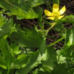 Ranunculus muricatus (Sharp Buttercup) at Hall, ACT - 25 Sep 2015 by pinnaCLE