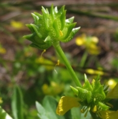 Ranunculus muricatus (Sharp Buttercup) at Hall Cemetery - 8 Oct 2015 by pinnaCLE