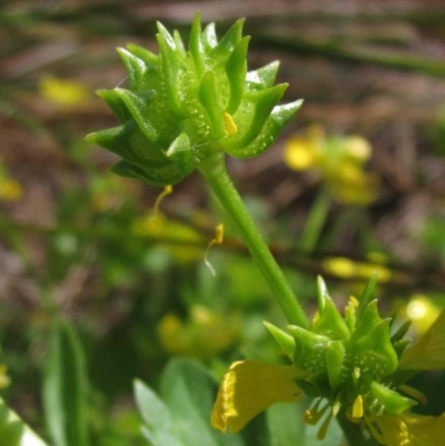 Ranunculus muricatus (Sharp Buttercup) at Hall Cemetery - 8 Oct 2015 by pinnaCLE