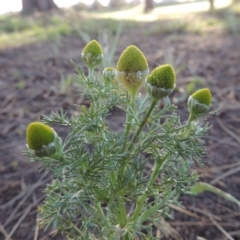 Matricaria discoidea (Rounded Chamomille) at Gordon, ACT - 28 Oct 2015 by michaelb