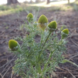 Matricaria discoidea at Gordon, ACT - 28 Oct 2015 06:55 PM