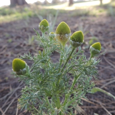 Matricaria discoidea (Rounded Chamomille) at Point Hut Pond - 28 Oct 2015 by michaelb